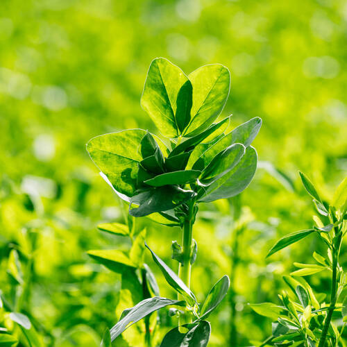 Prestation FRI en agriculture régénérative