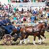 Marché-Concours national de chevaux