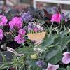 Plantes