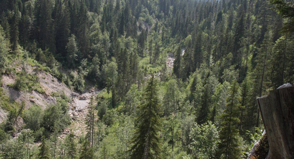 Protection du climat et exploitation durable des forêts suisses