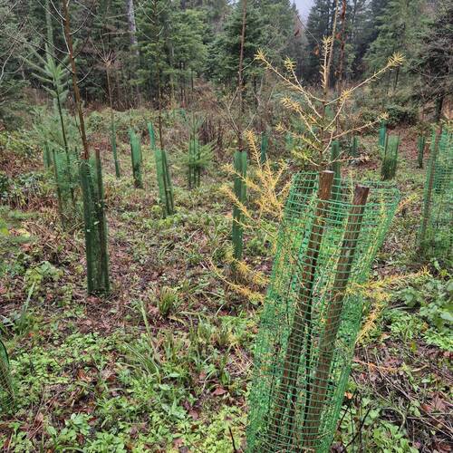 La Banque Cantonale du Jura poursuit son engagement en faveur de la forêt jurassienne