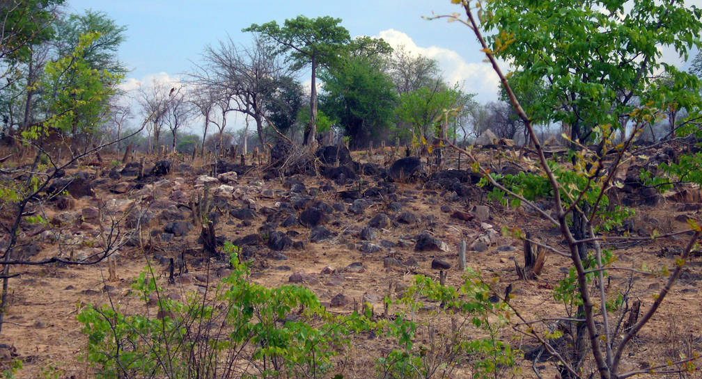 Protection des forêts au Zimbabwe