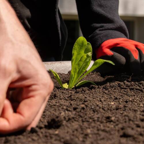 Description de l'image