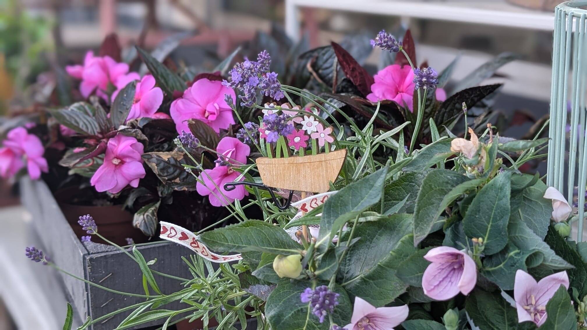 Plantes