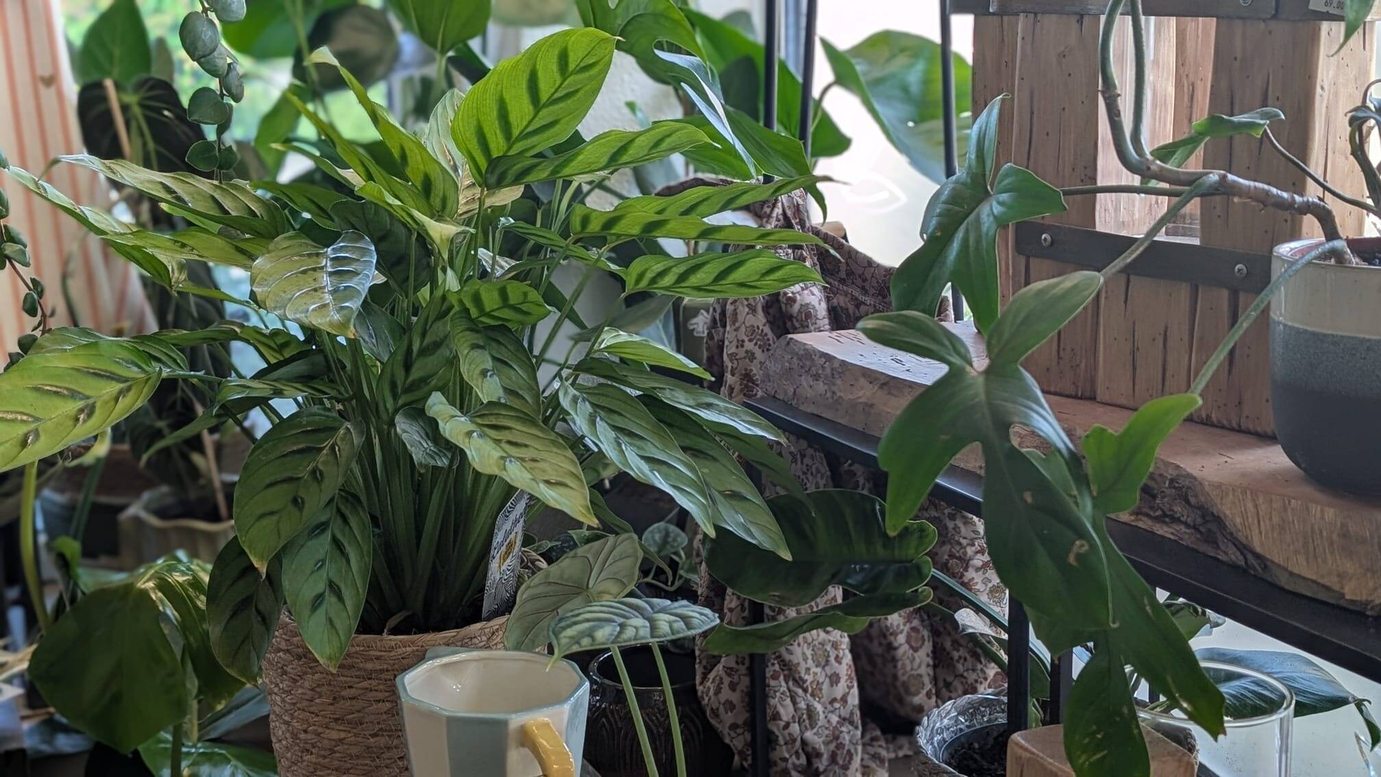 Plantes