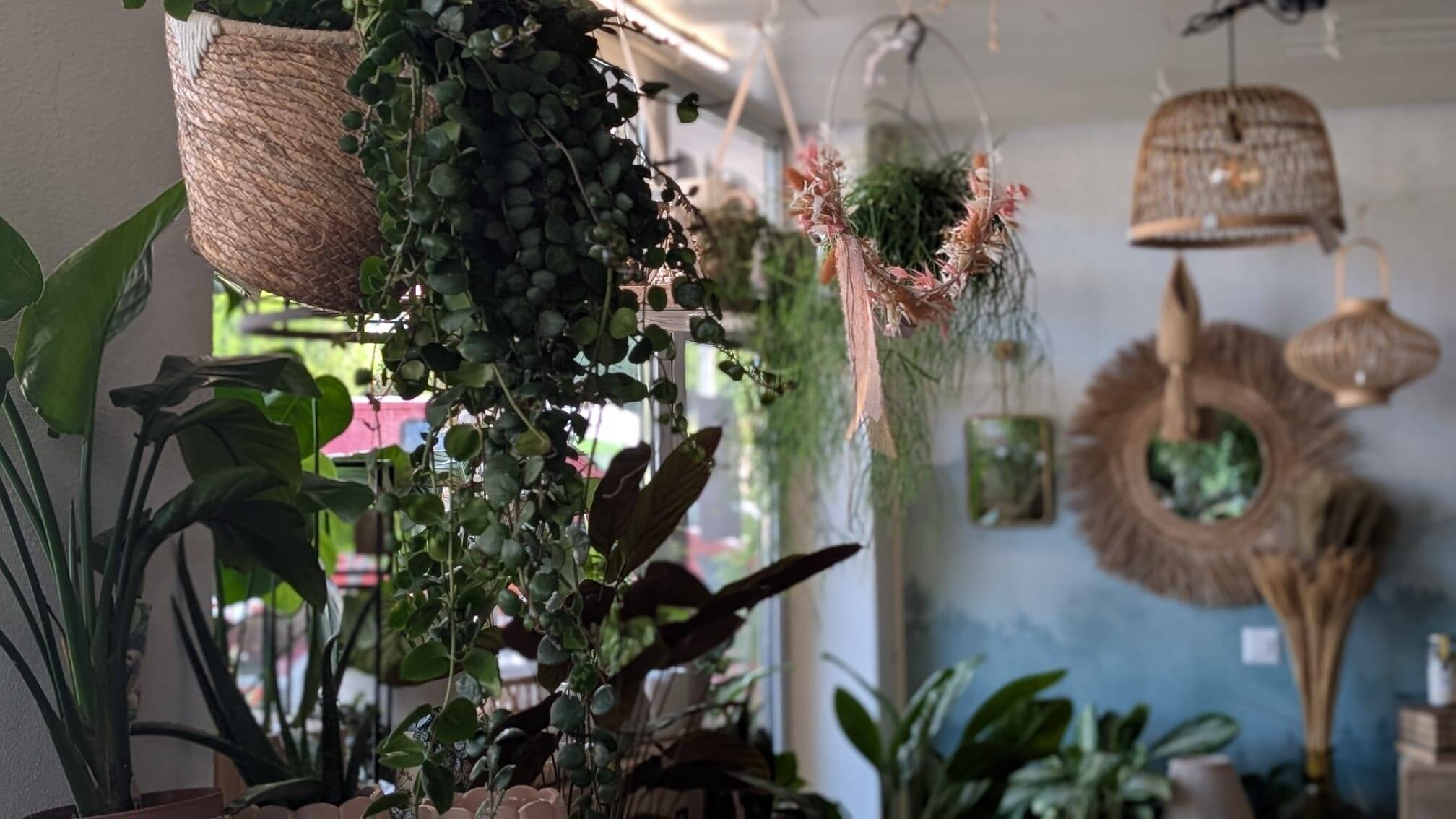 Plantes