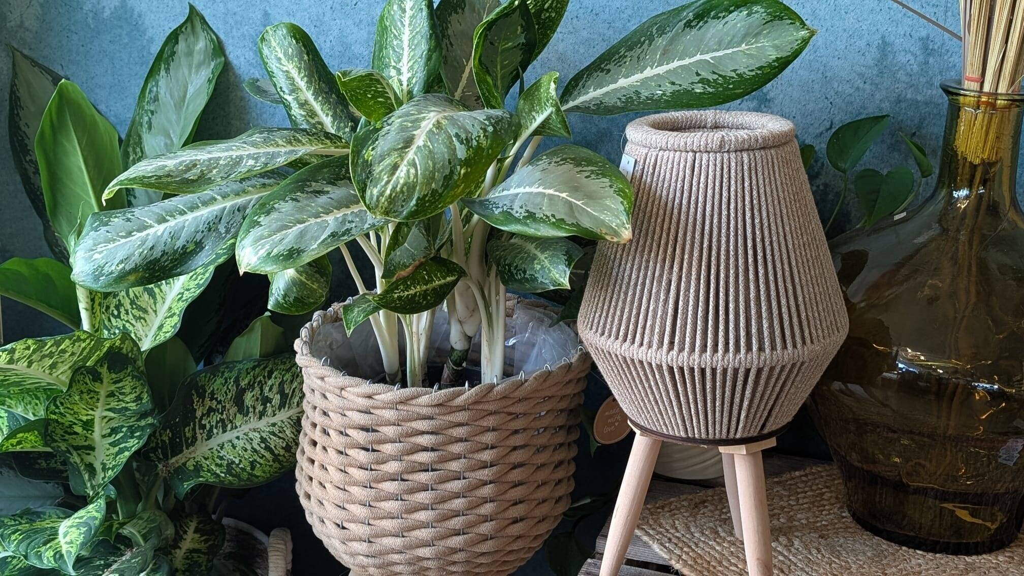 Plantes